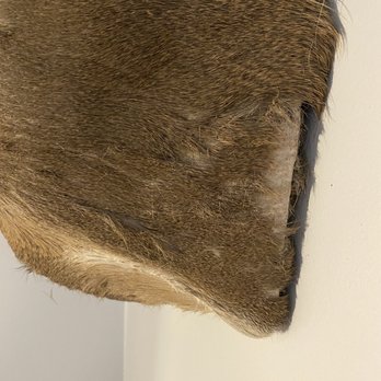 Johnson's Taxidermy - Again, fur falling out. - Taxidermy Near Me - Gallatin, Tennessee Johnson's Taxidermy - Again, fur falling out. - Taxidermy Near Me - Gallatin, Tennessee