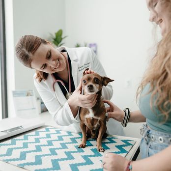 GoodVets South Denver - Veterinarians Near Me - Denver, Colorado GoodVets South Denver - Veterinarians Near Me - Denver, Colorado