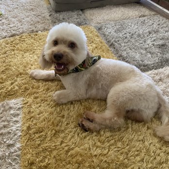 Oh So Cute! Dog Grooming - Kodak after - Pet Groomers Near Me - Moreno Valley, California Oh So Cute! Dog Grooming - Kodak after - Pet Groomers Near Me - Moreno Valley, California