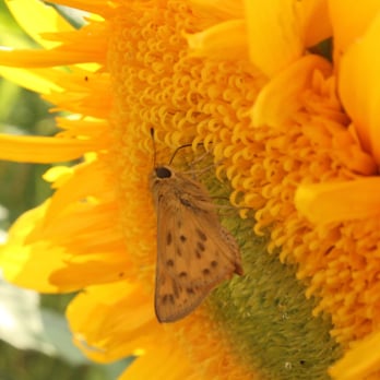 Jacobs Farms - Fiery Skipper Butterfly - Pumpkin Patches Near Me - San Jose, California Jacobs Farms - Fiery Skipper Butterfly - Pumpkin Patches Near Me - San Jose, California