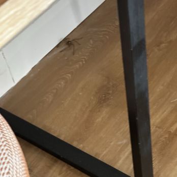 United Airlines - The large spider in the room!!!!! We ran to the lobby! - Airlines Near Me - Dulles, Virginia