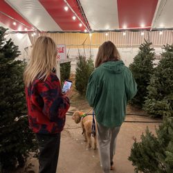 BEST CHRISTMAS TREES - Chauvet Tree Farms