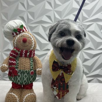 Just Tiny Paws Dog Grooming - Pet Groomers Near Me