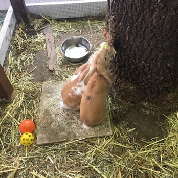 Peter Rabbit - RABBITS!!! - Cafes Near Me - Adelaide, SA