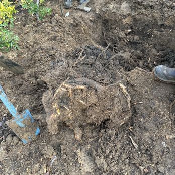 Premier Tree Experts - This company didn't remove the stump like we discussed. - Tree Services Near Me - Orange, California
