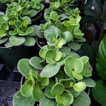 The Garden Factory - Nurseries & Gardening Near Me - Rochester, New York