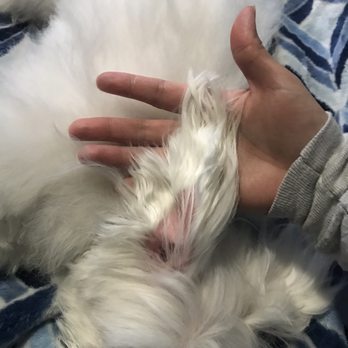 Olly’s Dog Grooming - Ears - Pet Groomers Near Me - San Jose, California Olly’s Dog Grooming - Ears - Pet Groomers Near Me - San Jose, California