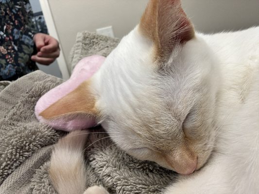 Rescued Treasures Cat Cafe by PALnv by null