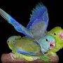 Photo of Birds