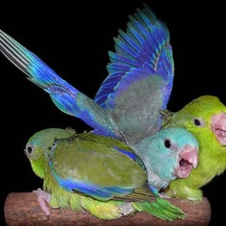 Birds - Baby Parrotlets