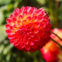 Bayard Cutting Arboretum - Dahlia