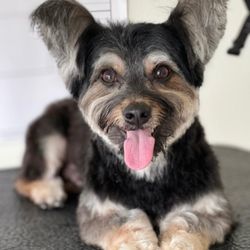 Riley Grooms & Pet Services