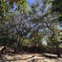 Photo of Arturo's Tree Service