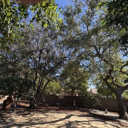 Arturo's Tree Service - The oak trees.