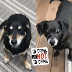 Hippie Hound - Don't drink and drive, these guys are waiting home for you!