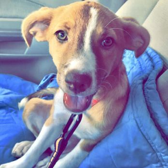 Save A Life Pet Rescue - Animal Shelters Near Me - Oviedo, Florida