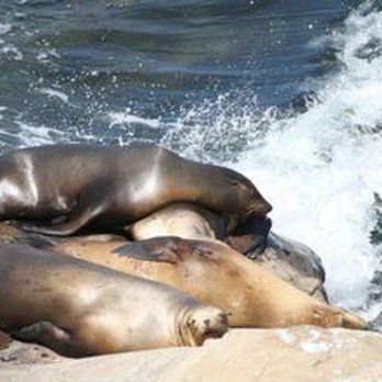 La Jolla Cove - Parks Near Me - La Jolla, California La Jolla Cove - Parks Near Me - La Jolla, California