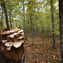 Boyden Wildlife Refuge