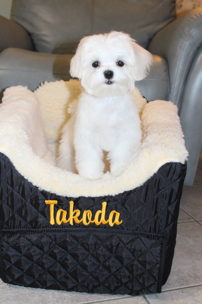 RED BLUFF PET RESORT Updated July 2024 61 Photos & 37 Reviews