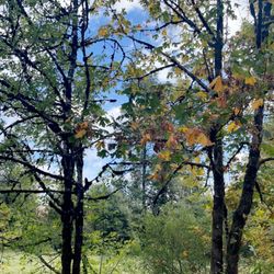 Fort Borst Park