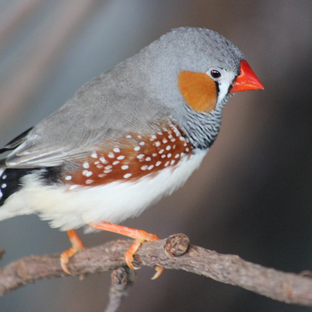 Bird Kingdom - Zoos Near Me - Niagara Falls, Ontario