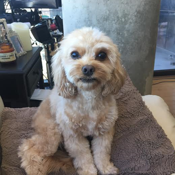 Pet Friendly Grooming Salon - Sadie after seeing Heath - Pet Groomers Near Me - Chicago, Illinois Pet Friendly Grooming Salon - Sadie after seeing Heath - Pet Groomers Near Me - Chicago, Illinois