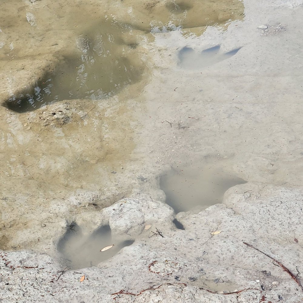 Dinosaur Valley State Park - Tracks in the riverbed - Parks Near Me - Glen Rose, Texas