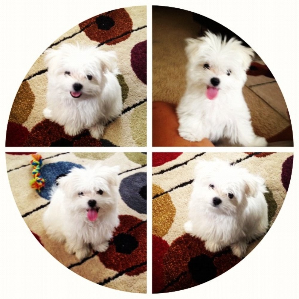 Pawtopia - Chloe learned how to sit and down within minutes - Pet Training Near Me - San Diego, California Pawtopia - Chloe learned how to sit and down within minutes - Pet Training Near Me - San Diego, California
