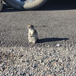 Henrys Lake State Park - You're going to invite him over, right? He and his 30 friends.