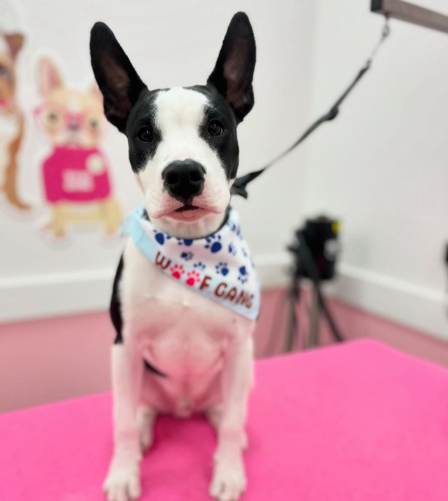 Woof Gang Bakery & Grooming Image