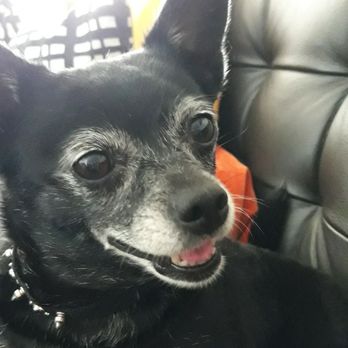 TrueCare for pets - Pasita's nose is all better! Thank you! - Veterinarians Near Me - Studio City, California TrueCare for pets - Pasita's nose is all better! Thank you! - Veterinarians Near Me - Studio City, California