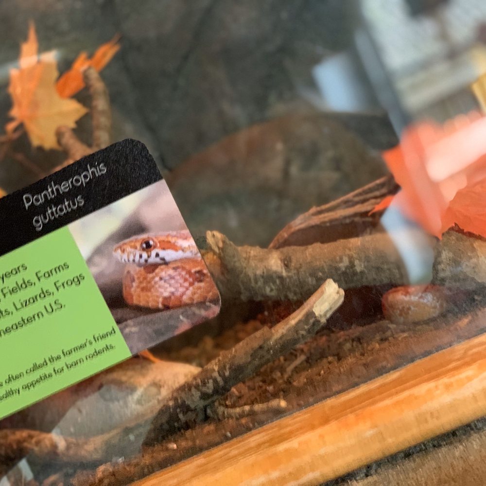 Discovery Place Nature - Corn snake - Museums Near Me - Charlotte, North Carolina
