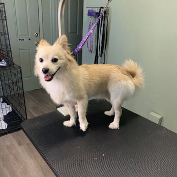 Groomz by Gabz - Before! - Pet Groomers Near Me - Pleasant Hill, California Groomz by Gabz - Before! - Pet Groomers Near Me - Pleasant Hill, California