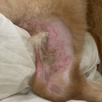 Petco - Right after his vet appointment is the second one and first is how it developed only where the clippers where used - Pet Training Near Me - Lemon Grove, California Petco - Right after his vet appointment is the second one and first is how it developed only where the clippers where used - Pet Training Near Me - Lemon Grove, California