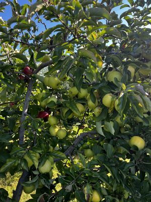 Belkin Family Lookout Farm - U-Pick Orchard - Taproom, Outdoor Dining and Market by null