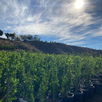 Bonilla Nurseries - rows of bonilla trees - Nurseries & Gardening Near Me - Camarillo, California