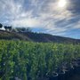 Photo of Bonilla Nurseries