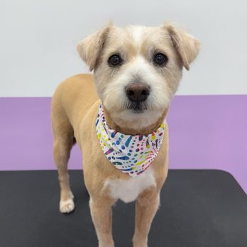 Pawssentials - Pet Groomers Near Me - Milpitas, California Pawssentials - Pet Groomers Near Me - Milpitas, California