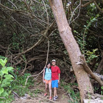 Twin Falls Trail - Interesting wooded area close to the entrance of the trail. - Hiking Near Me - Haiku, Hawaii Twin Falls Trail - Interesting wooded area close to the entrance of the trail. - Hiking Near Me - Haiku, Hawaii