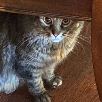 Family Pet Clinic - RIP Lucy. - Veterinarians Near Me - Temple, Texas Family Pet Clinic - RIP Lucy. - Veterinarians Near Me - Temple, Texas