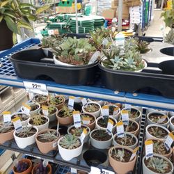 Rona - These succulents look much better than the $4 ones.