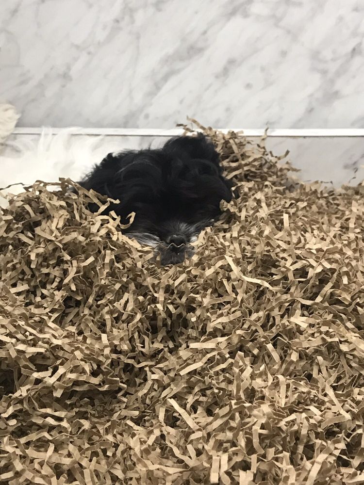 FRONTIER PETS 10 Photos & 28 Reviews 1400 Dell Range Blvd, Cheyenne