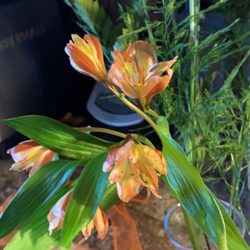 Okie Gals Flowers and Gifts - A sad flower that's overpriced