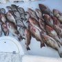 Photo of Crabby Charters Ft Myers