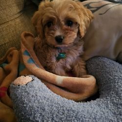Puppy Guyz - I'm home...and comfy !