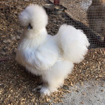 Amber Waves Pygmy Goats & Silkies - Pet Stores Near Me - Norco, California