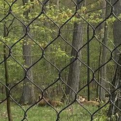 Lions
