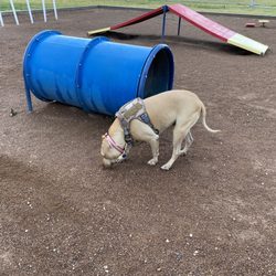 Del Norte Dog Park - She's just gonna sniff around the structures, not actually use them LOL (10/6/2022)