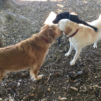 The Dog House - Pet Sitting Near Me - Mount Airy, Maryland The Dog House - Pet Sitting Near Me - Mount Airy, Maryland