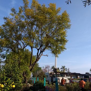 Freddy's Tree Service - Beginning of trimming one of three trees - Tree Services Near Me - Anaheim, California Freddy's Tree Service - Beginning of trimming one of three trees - Tree Services Near Me - Anaheim, California
